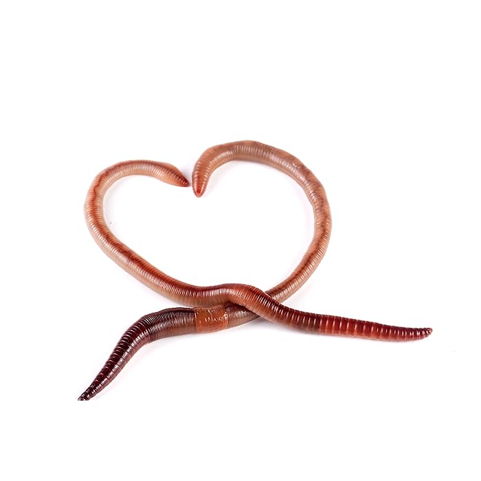 African Night Crawler, Live Worms, 100pc