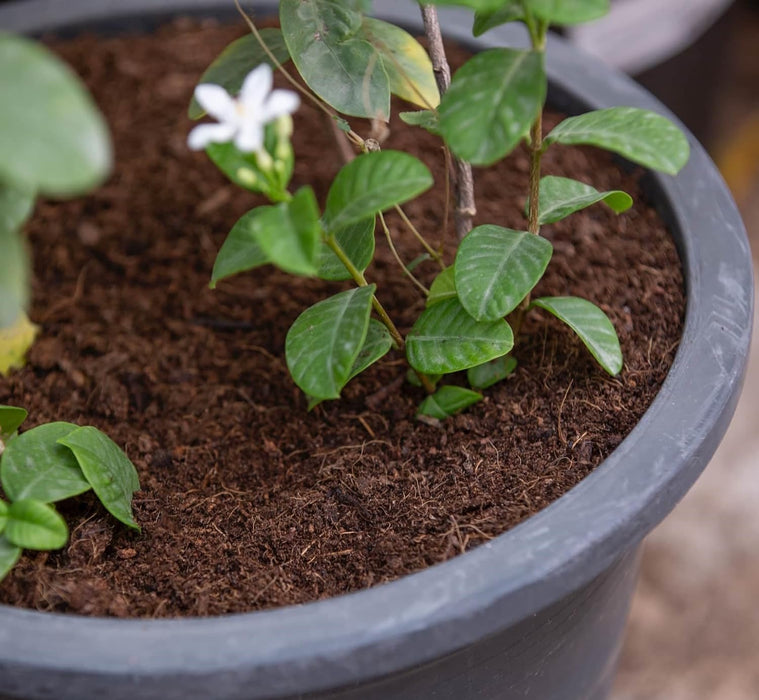Potting Soil Mix Living Space For Plants Indoor And Outdoor (10L) With An Ideal Combination Of Fertilizers And Slow-Release Nutrients With Proper PH-Balanced. 