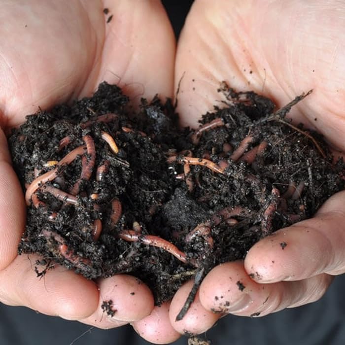 African Night Crawler, Live Worms, 100pc