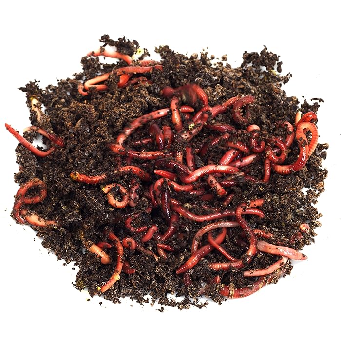 African Night Crawler, Live Worms, 100pc