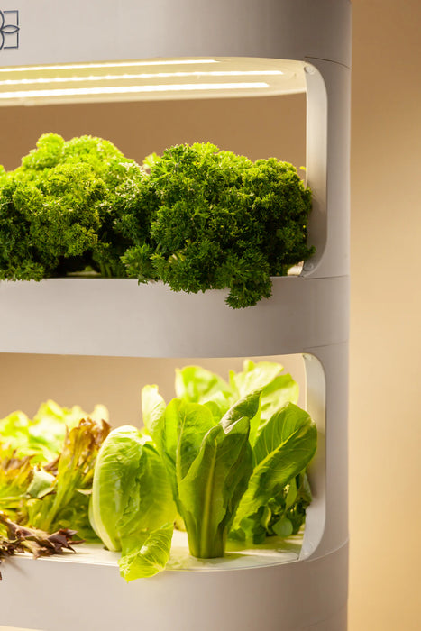 Takufu Hydroponic For Home, LED Light And Remote Control, Indoor Garden