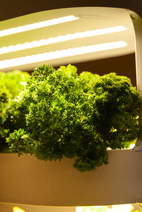 Takufu Hydroponic For Home, LED Light And Remote Control, Indoor Garden