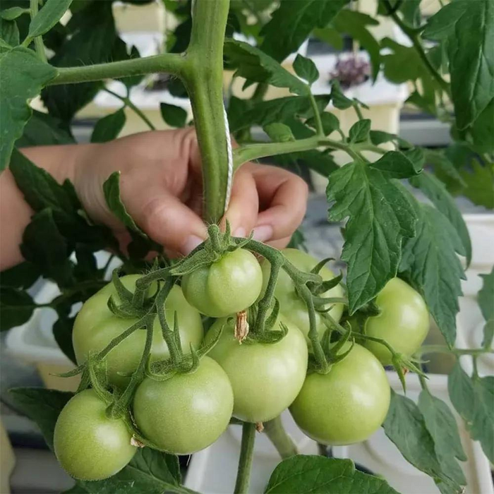 Takufu Agricultural Vegetable Hidroponic Greenhouse Hydroponic Growing System Dutch Bucket With Single Hole Lid