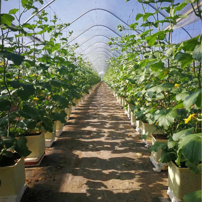 Takufu Agricultural Vegetable Hidroponic Greenhouse Hydroponic Growing System Dutch Bucket With Single Hole Lid