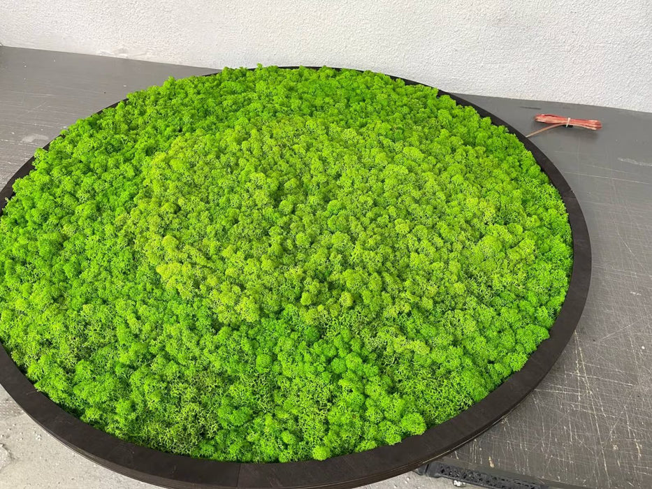 Moss wall art decor with led, Oversized moss wall art, Natural dried moss wall art, Wall moss decor, Aesthetic preserved Moss wall art