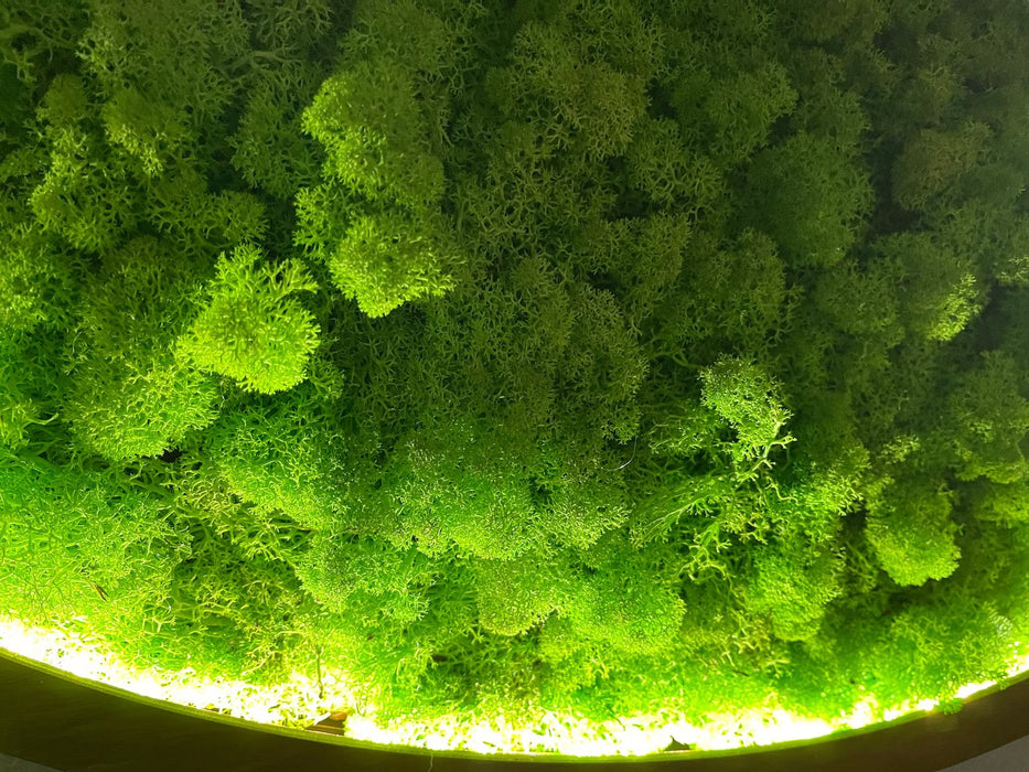 Moss wall art decor with led, Oversized moss wall art, Natural dried moss wall art, Wall moss decor, Aesthetic preserved Moss wall art