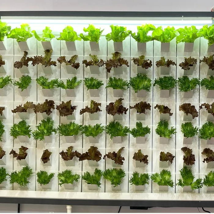 Takufu Indoor Aeroponic/Hydroponic Vertical Wall, Office/Aprtment Wall Planter