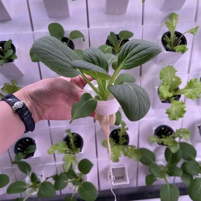 Takufu Indoor Aeroponic/Hydroponic Vertical Wall, Office/Aprtment Wall Planter