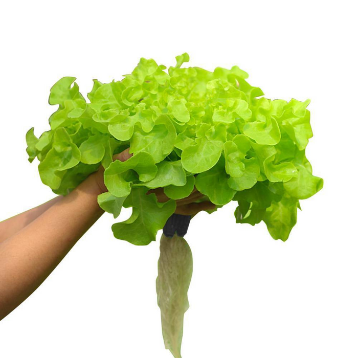 Takufu Aeroponic Growing Tower, Home Hydroponics UAE, Smart Indoor Gardening Kit, Indoor Hydroponics Abu Dhabi, UAE Eco-Friendly Gardening