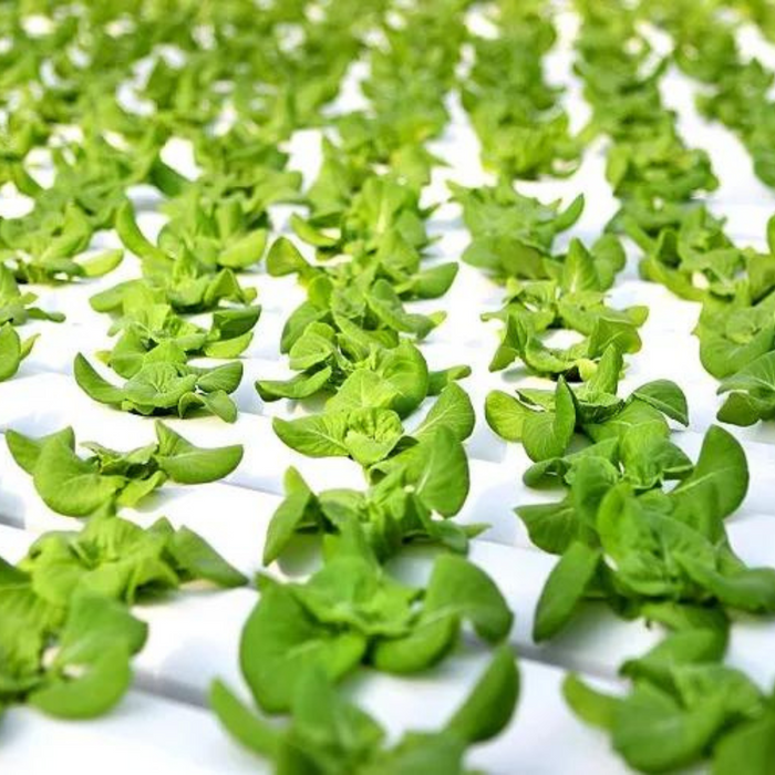 Takufu Hydroponics NFT System Garden