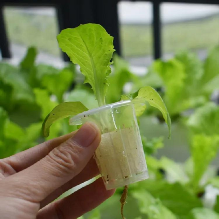 Takufu Hydroponics NFT System Garden