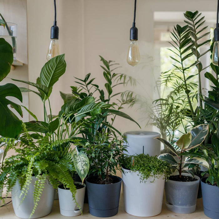 Why you must have plants at home in UAE?
