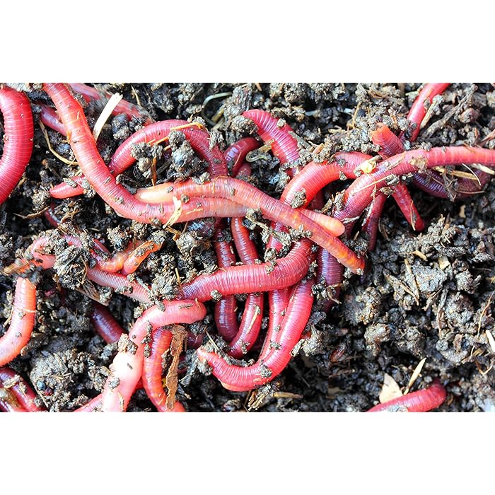 African Night Crawler, Live Worms, 100pc