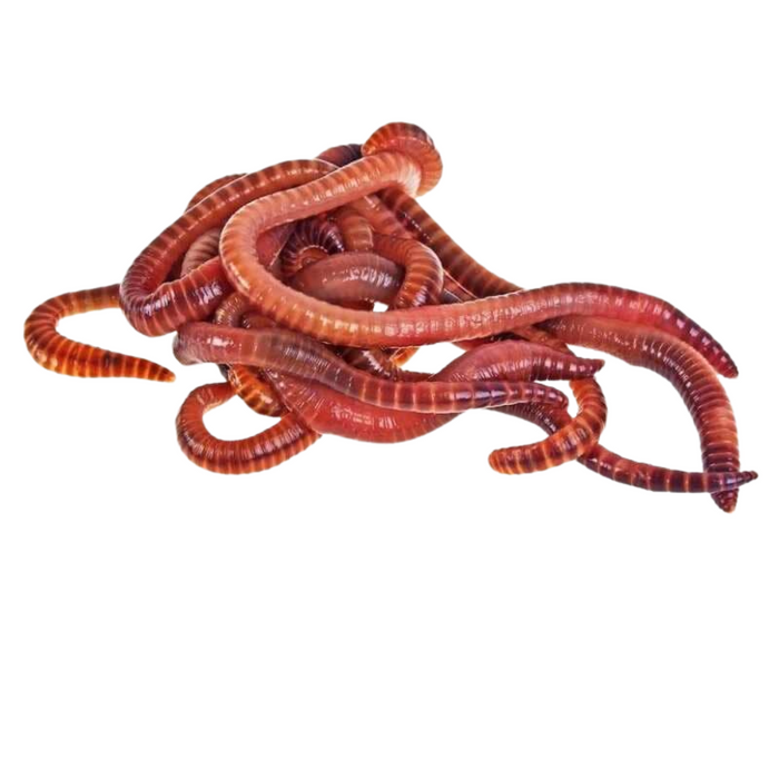 Red Wiggler Composting Worms, 100pc