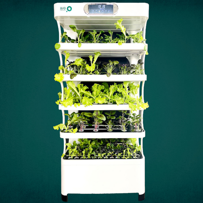 Takufu Hydroponic Growing System with Automated LED Grow Lights